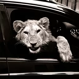 MACAN – Спокойной ночи