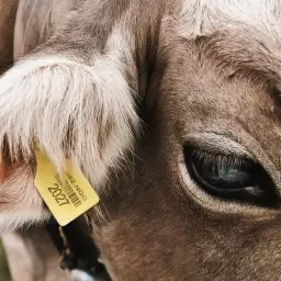 FRIENDLY THUG 52 NGG – COW